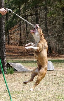Amstaff che gioca
