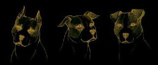 Orecchie nell'amstaff