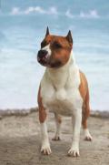 Buffy - De Paco XZ Wild Belle Bolt
