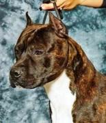 Gotti Head May 2018