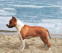 Buffy - De Paco XZ Wild Belle Bolt