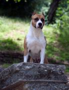 Buffy - De Paco XZ Wild Belle Bolt