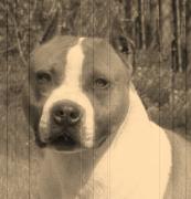 Int. Ch. De Paco X-Z Texas Rascal