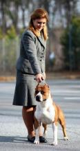 CH De Paco XZ Sindelar Buddy O' Dickies, detto ''Buddy''